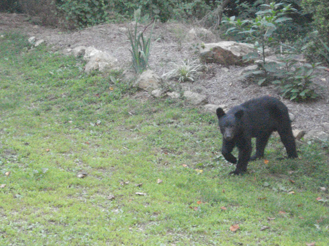 black bear walking in a lawn near Fenton Inn VA