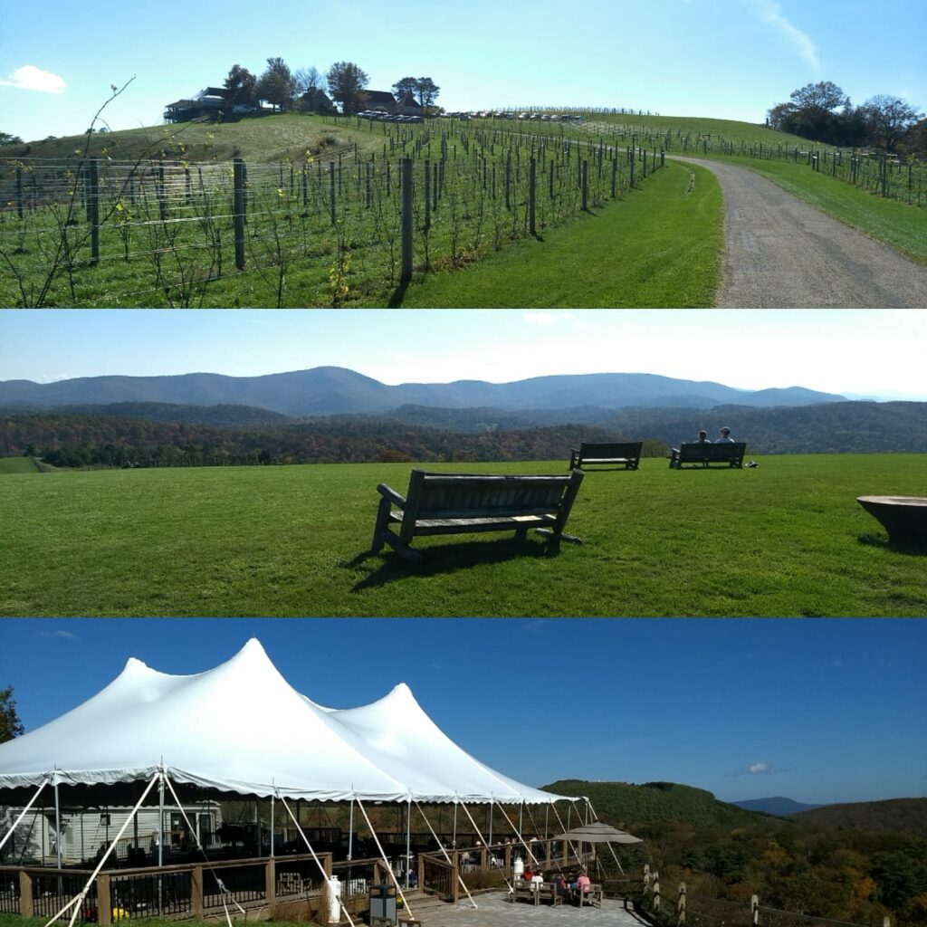 Views of the hill with vines, benches and a white tent